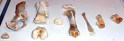 pig bones!